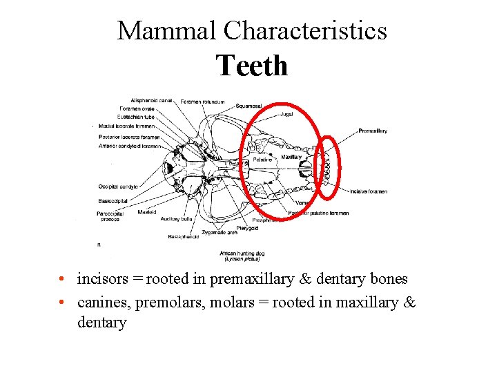 Mammal Characteristics Teeth • incisors = rooted in premaxillary & dentary bones • canines,