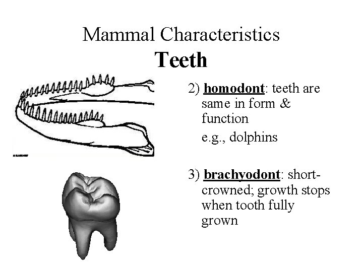 Mammal Characteristics Teeth 2) homodont: teeth are same in form & function e. g.