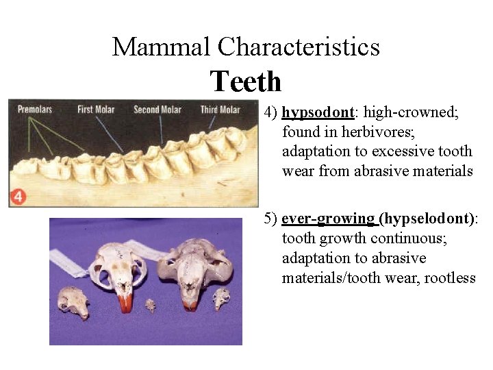 Mammal Characteristics Teeth 4) hypsodont: high-crowned; found in herbivores; adaptation to excessive tooth wear