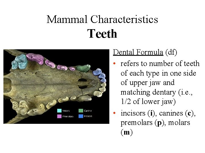 Mammal Characteristics Teeth Dental Formula (df) • refers to number of teeth of each