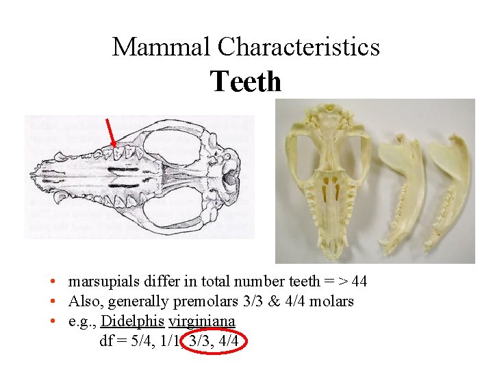 Mammal Characteristics Teeth • marsupials differ in total number teeth = > 44 •