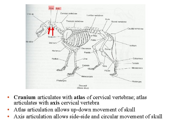  • Cranium articulates with atlas of cervical vertebrae; atlas articulates with axis cervical