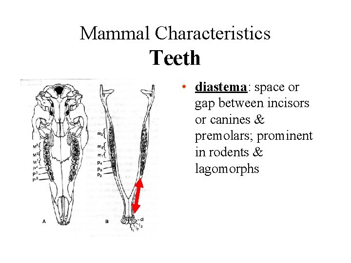 Mammal Characteristics Teeth • diastema: space or gap between incisors or canines & premolars;