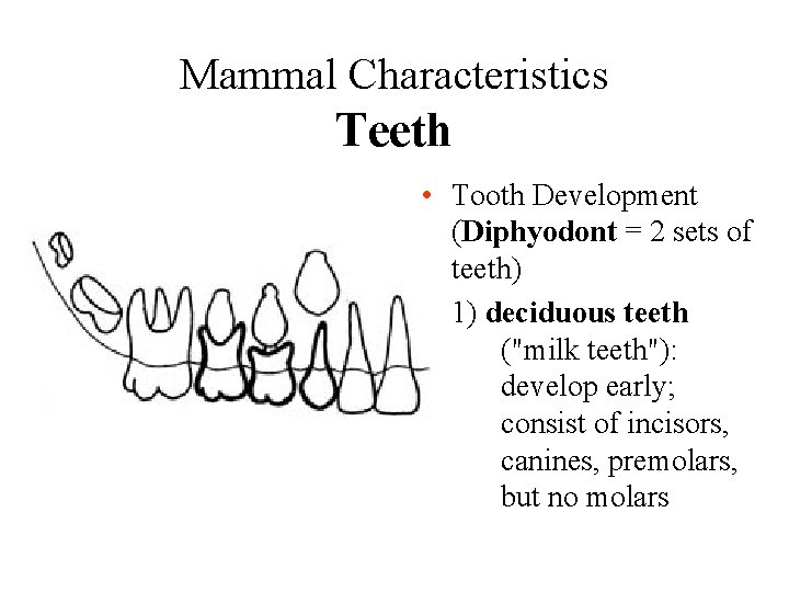 Mammal Characteristics Teeth • Tooth Development (Diphyodont = 2 sets of teeth) 1) deciduous