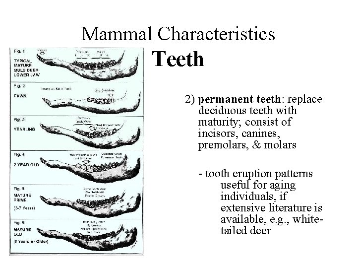 Mammal Characteristics Teeth 2) permanent teeth: replace deciduous teeth with maturity; consist of incisors,