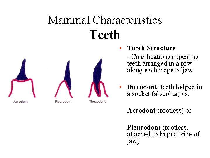 Mammal Characteristics Teeth • Tooth Structure - Calcifications appear as teeth arranged in a