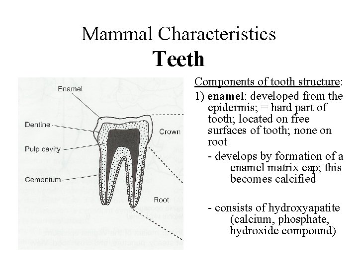 Mammal Characteristics Teeth Components of tooth structure: 1) enamel: developed from the epidermis; =