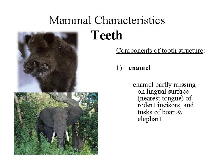 Mammal Characteristics Teeth Components of tooth structure: 1) enamel - enamel partly missing on