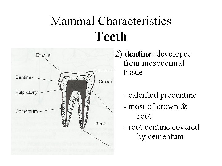 Mammal Characteristics Teeth 2) dentine: developed from mesodermal tissue - calcified predentine - most