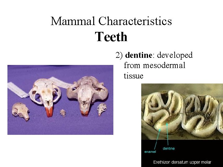 Mammal Characteristics Teeth 2) dentine: developed from mesodermal tissue 