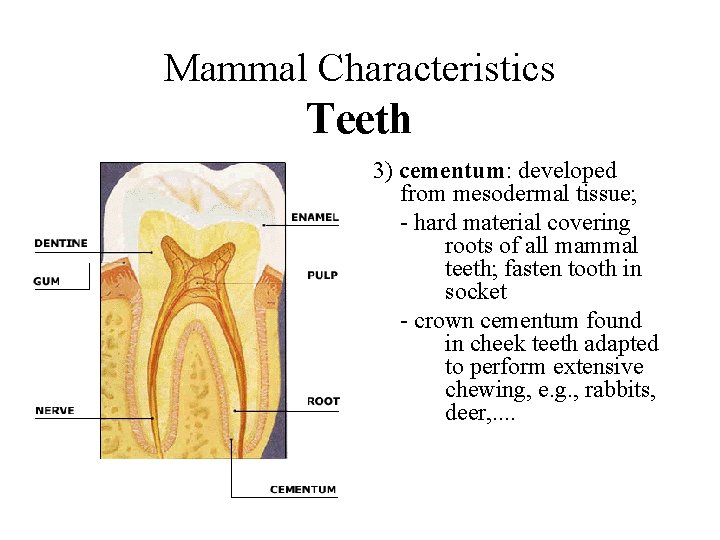 Mammal Characteristics Teeth 3) cementum: developed from mesodermal tissue; - hard material covering roots