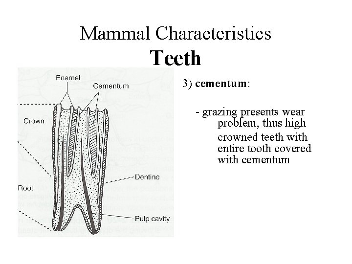 Mammal Characteristics Teeth 3) cementum: - grazing presents wear problem, thus high crowned teeth