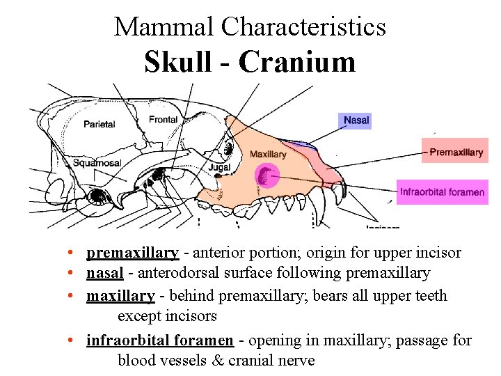 Mammal Characteristics Skull - Cranium • premaxillary - anterior portion; origin for upper incisor