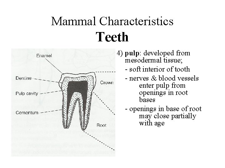 Mammal Characteristics Teeth 4) pulp: developed from mesodermal tissue; - soft interior of tooth