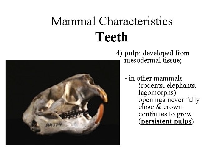 Mammal Characteristics Teeth 4) pulp: developed from mesodermal tissue; - in other mammals (rodents,