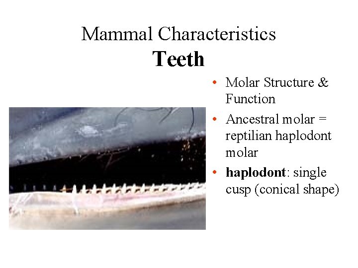 Mammal Characteristics Teeth • Molar Structure & Function • Ancestral molar = reptilian haplodont