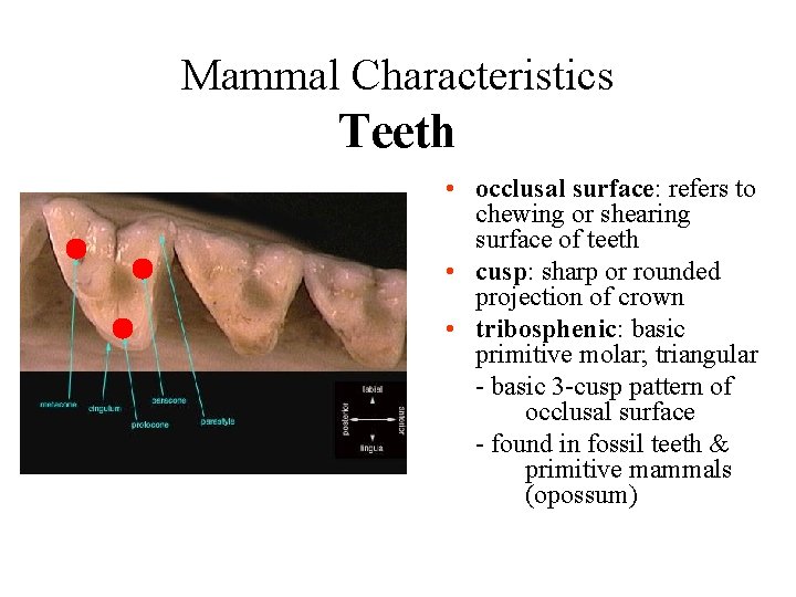 Mammal Characteristics Teeth • occlusal surface: refers to chewing or shearing surface of teeth