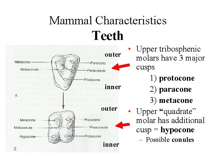 Mammal Characteristics Teeth • Upper tribosphenic outer molars have 3 major cusps 1) protocone