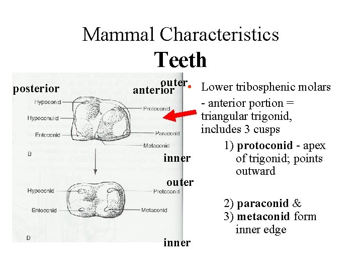 Mammal Characteristics Teeth posterior outer • Lower tribosphenic molars anterior - anterior portion =