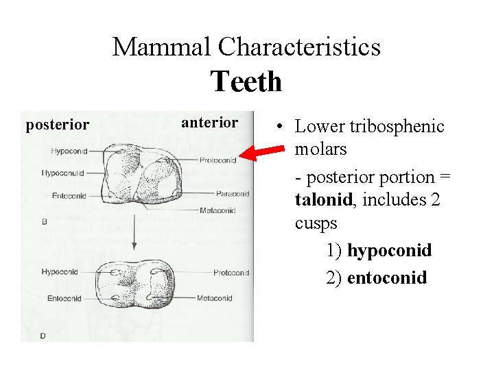 Mammal Characteristics Teeth posterior anterior • Lower tribosphenic molars - posterior portion = talonid,