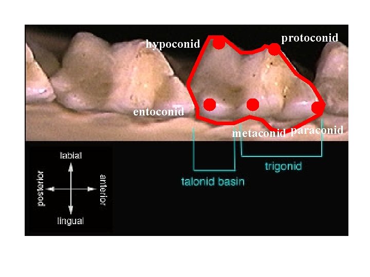 hypoconid protoconid entoconid metaconid paraconid 