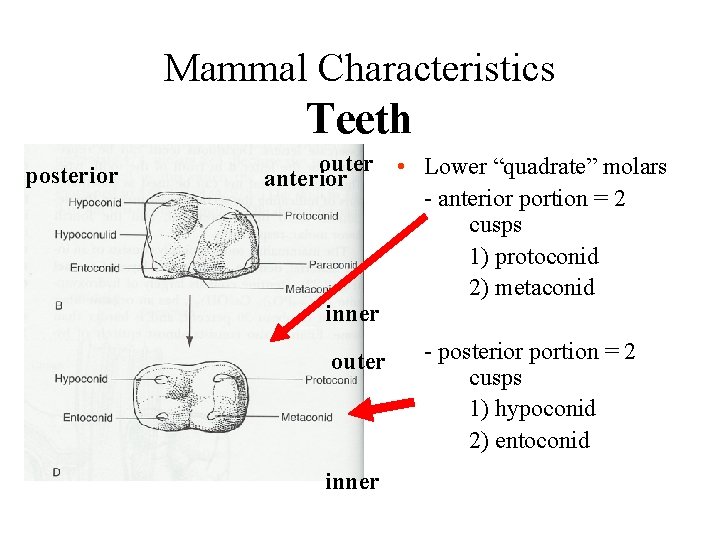 Mammal Characteristics Teeth posterior outer • Lower “quadrate” molars anterior - anterior portion =