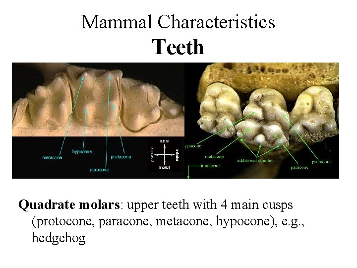 Mammal Characteristics Teeth Quadrate molars: upper teeth with 4 main cusps (protocone, paracone, metacone,