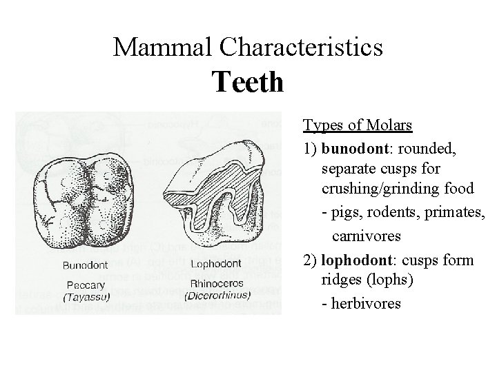 Mammal Characteristics Teeth Types of Molars 1) bunodont: rounded, separate cusps for crushing/grinding food