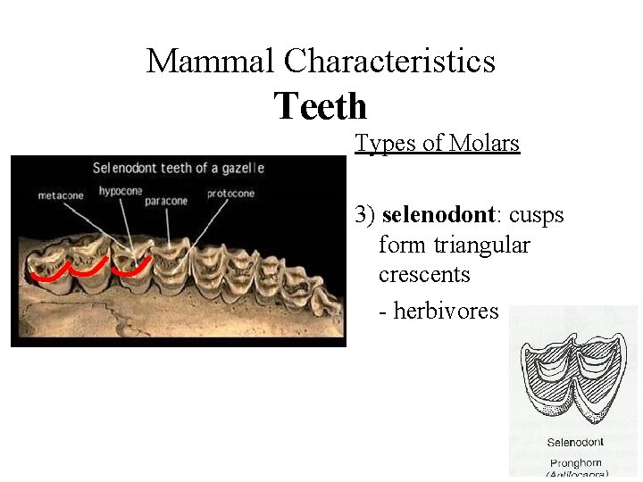 Mammal Characteristics Teeth Types of Molars 3) selenodont: cusps form triangular crescents - herbivores