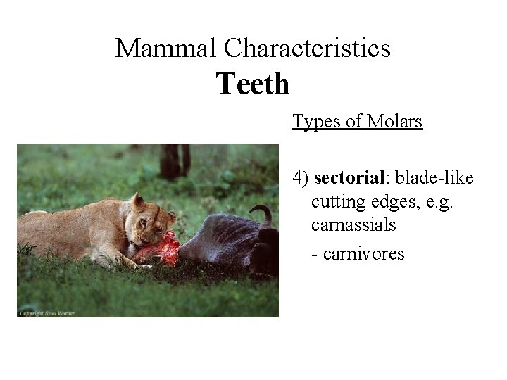 Mammal Characteristics Teeth Types of Molars 4) sectorial: blade-like cutting edges, e. g. carnassials