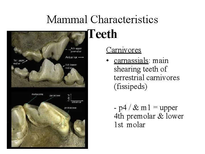 Mammal Characteristics Teeth Carnivores • carnassials: main shearing teeth of terrestrial carnivores (fissipeds) -