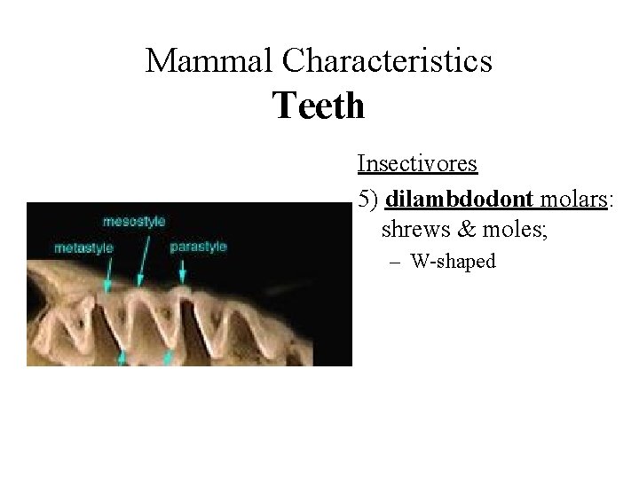 Mammal Characteristics Teeth Insectivores 5) dilambdodont molars: shrews & moles; – W-shaped 