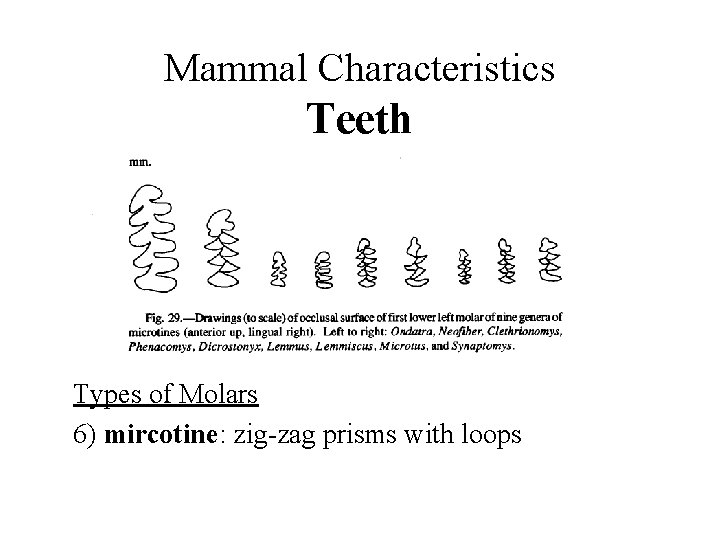 Mammal Characteristics Teeth Types of Molars 6) mircotine: zig-zag prisms with loops 