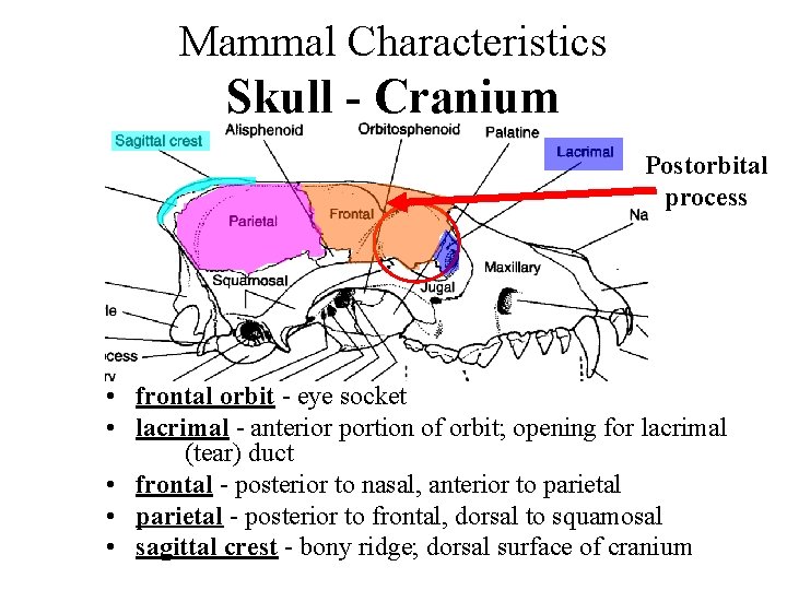 Mammal Characteristics Skull - Cranium Postorbital process • frontal orbit - eye socket •