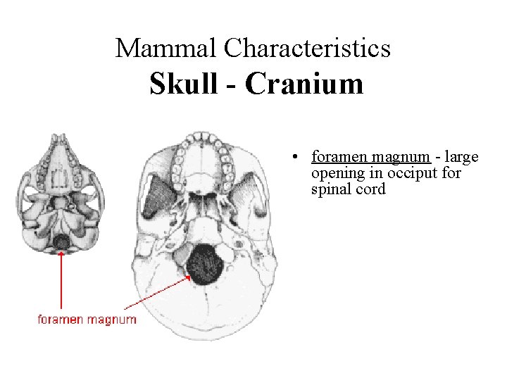 Mammal Characteristics Skull - Cranium • foramen magnum - large opening in occiput for
