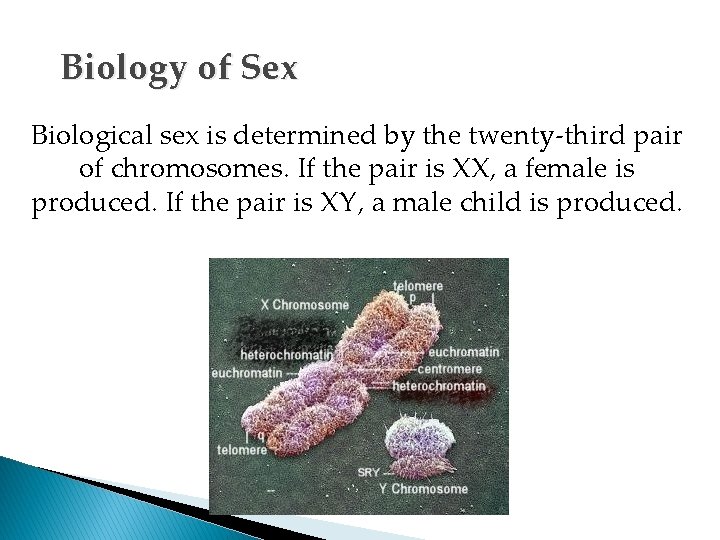 Biology of Sex Biological sex is determined by the twenty-third pair of chromosomes. If