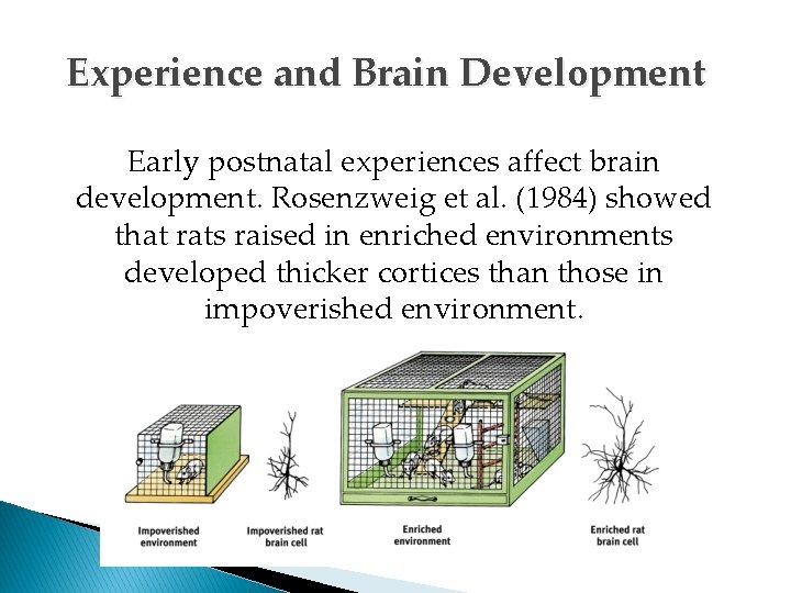 Experience and Brain Development Early postnatal experiences affect brain development. Rosenzweig et al. (1984)