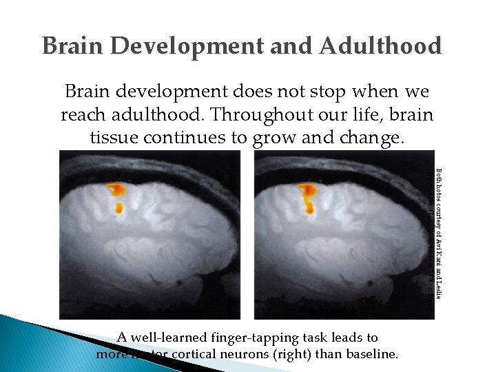 Brain Development and Adulthood Brain development does not stop when we reach adulthood. Throughout