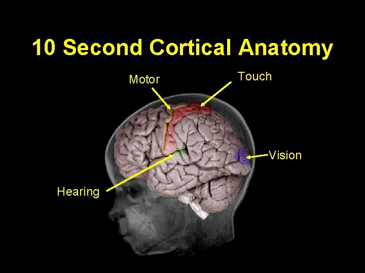 10 Second Cortical Anatomy Motor Touch Vision Hearing 