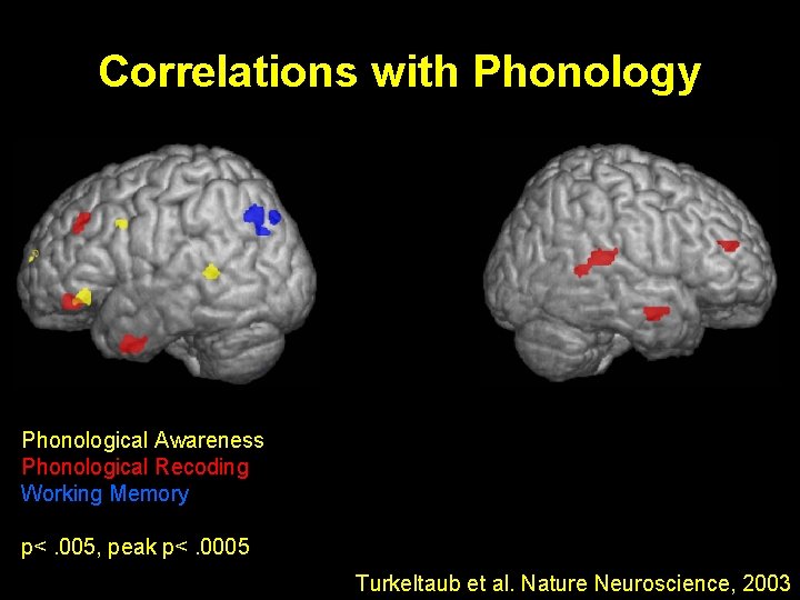 Correlations with Phonology Phonological Awareness Phonological Recoding Working Memory p<. 005, peak p<. 0005