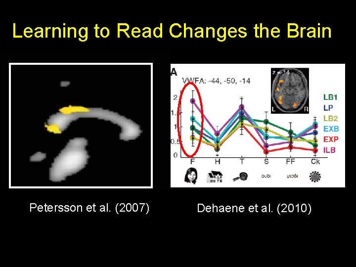 Learning to Read Changes the Brain Petersson et al. (2007) Dehaene et al. (2010)