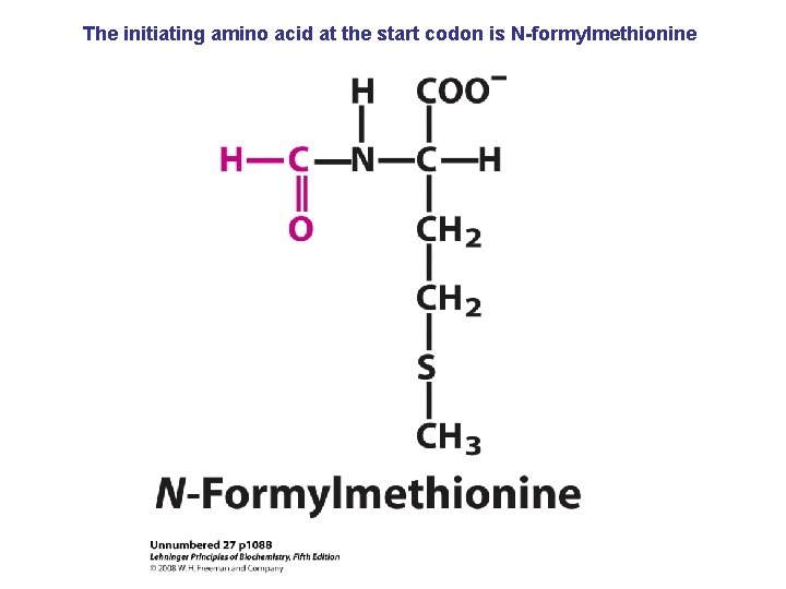 The initiating amino acid at the start codon is N-formylmethionine 