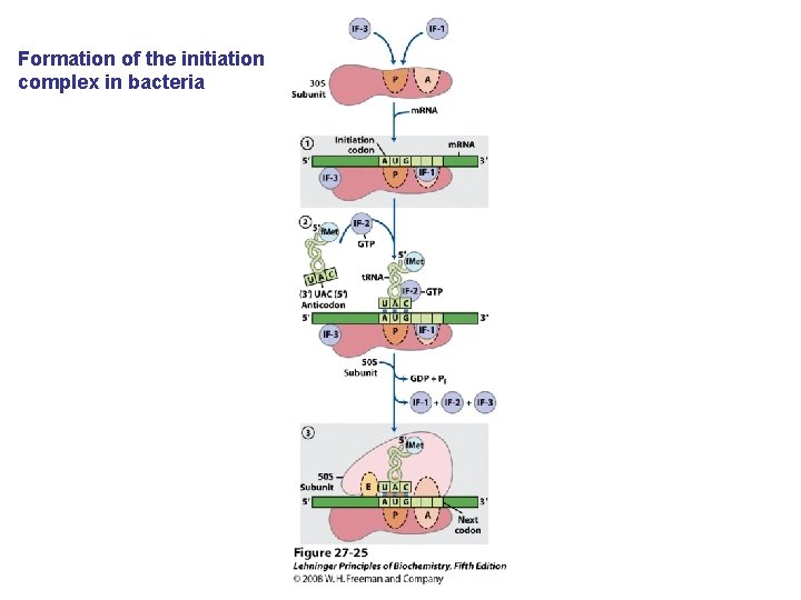 Formation of the initiation complex in bacteria 