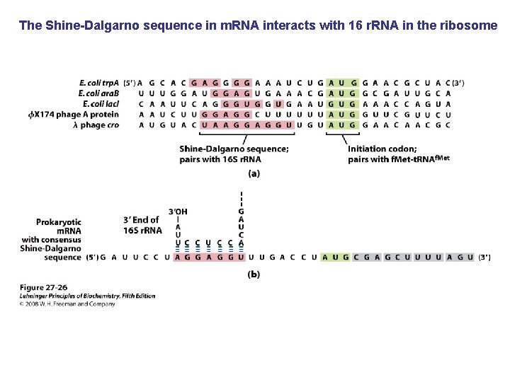 The Shine-Dalgarno sequence in m. RNA interacts with 16 r. RNA in the ribosome