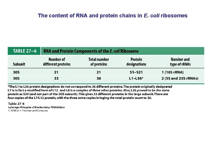 The content of RNA and protein chains in E. coli ribosomes 