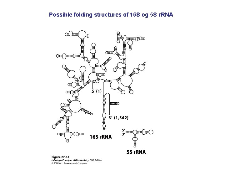 Possible folding structures of 16 S og 5 S r. RNA 