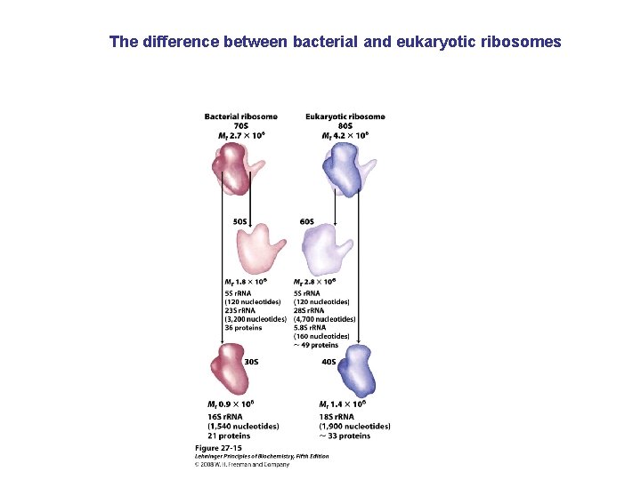 The difference between bacterial and eukaryotic ribosomes 