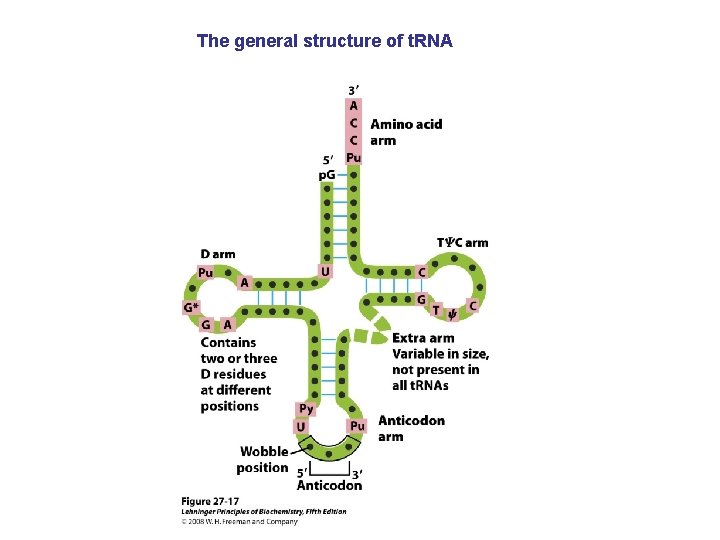 The general structure of t. RNA 