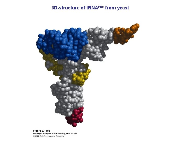 3 D-structure of t. RNAPhe from yeast 