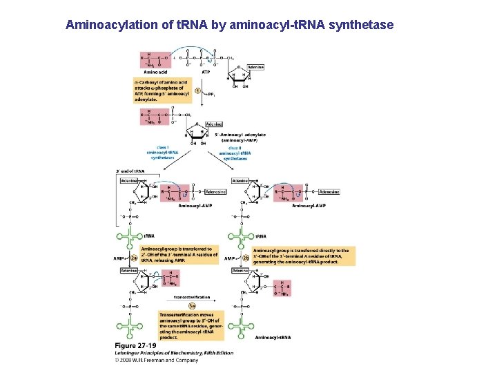 Aminoacylation of t. RNA by aminoacyl-t. RNA synthetase 